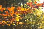 ../galleries/2015.10.27_Herbst_im_Wald/DSC_1935.thumbnail.jpg