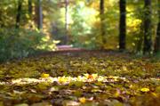 ../galleries/2015.10.27_Herbst_im_Wald/DSC_1942.thumbnail.jpg