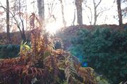 ../galleries/2018.11.25_Botanischer_Garten/DSC_0108.thumbnail.jpg