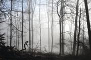 ../galleries/2018.12.28_Spaziergang_im_Taunus/DSC_0408.thumbnail.jpg