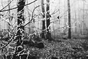 ../galleries/2018.12.28_Spaziergang_im_Taunus/DSC_0433.thumbnail.jpg