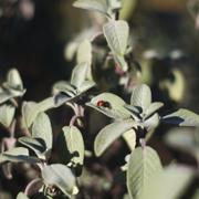 ../galleries/2019.03.21_Experimenteller_Botanischer_Garten/DSC_0889.thumbnail.jpg