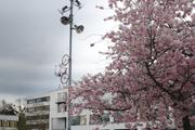../galleries/2019.04.03_Kirschblüte_am_Z-Campus/DSC_1086.thumbnail.jpg
