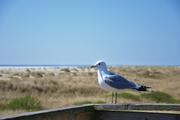../galleries/2019.04.20_Amrum_-_Tag_5/DSC_2838.thumbnail.jpg