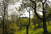 ../galleries/2019.05.01_Harzwanderung_von_Scharzfeld/DSC_1249.thumbnail.jpg