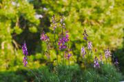 ../galleries/2019.06.07_Balkonblumen/DSC_1283.thumbnail.jpg