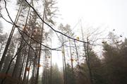 ../galleries/2019.11.16_Harz_Lonau/DSC_2880.thumbnail.jpg