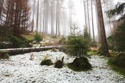 ../galleries/2019.11.16_Harz_Lonau/DSC_2890.thumbnail.jpg