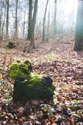 ../galleries/2020.03.14_Weender_Wald/DSC_4431.thumbnail.jpg