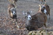 ../galleries/2021.04.02_Ostern_in_Niedernhausen_-_Tag_1_-_Opel-Zoo/DSC_9964.thumbnail.jpg