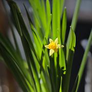 ../galleries/2022.04.04_Blumen/DSC_2754.thumbnail.jpg