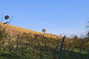 ../galleries/2024.11.03_Wanderung_Rheingau_Kloster_Ebersbach/DSC_4354.thumbnail.jpg
